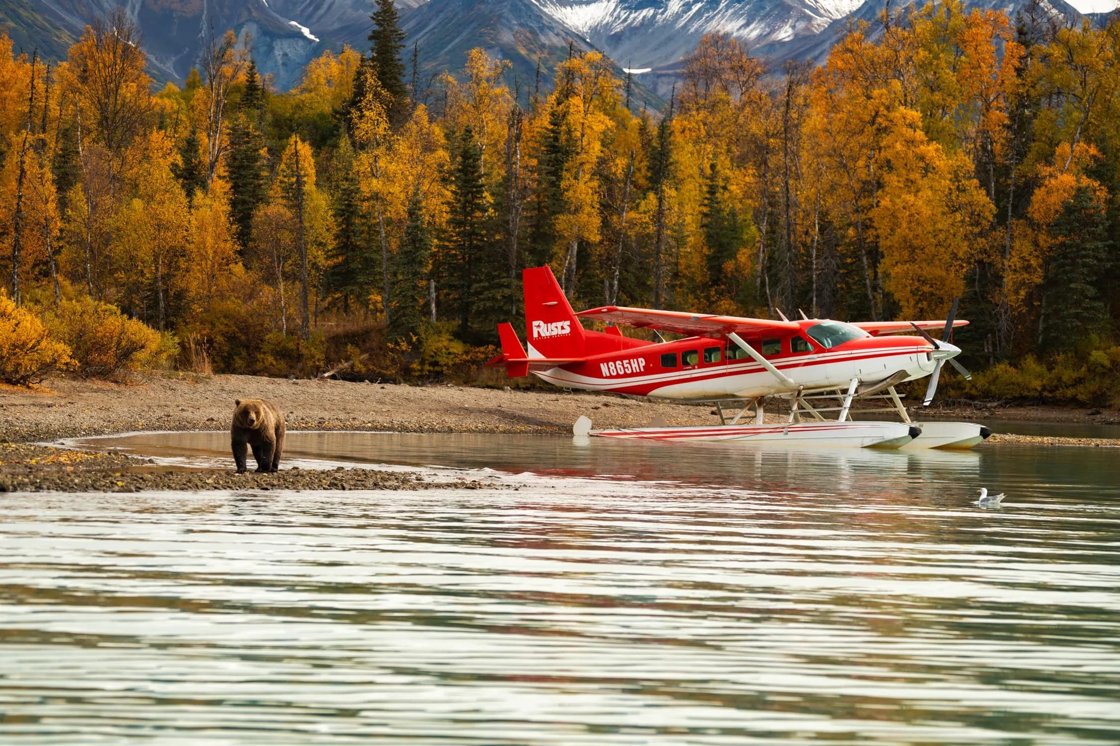 Red and white floatplane N865HP parked on a lake with a bear in the foreground.