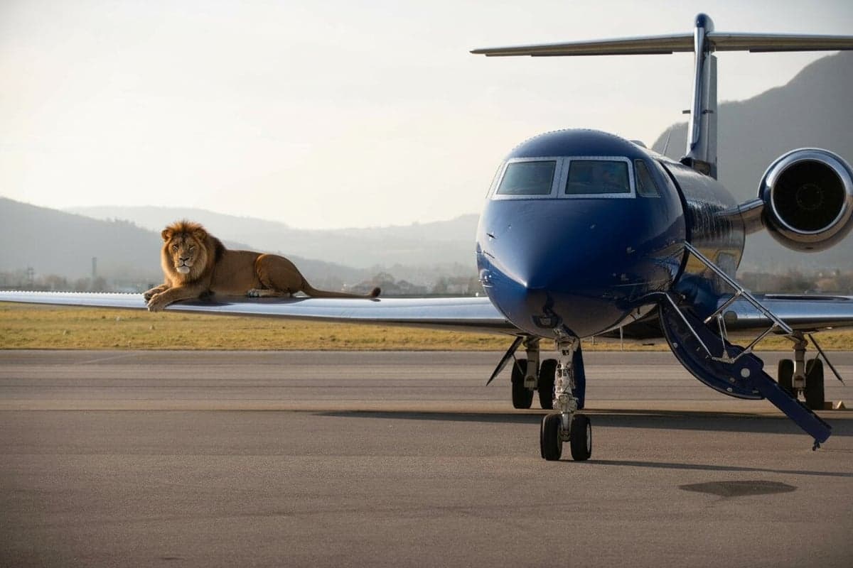 A lion sits on the wing of a blue jet.