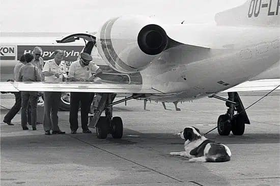 A black and white photo of people inspecting an aircraft with a dog in the foreground.
