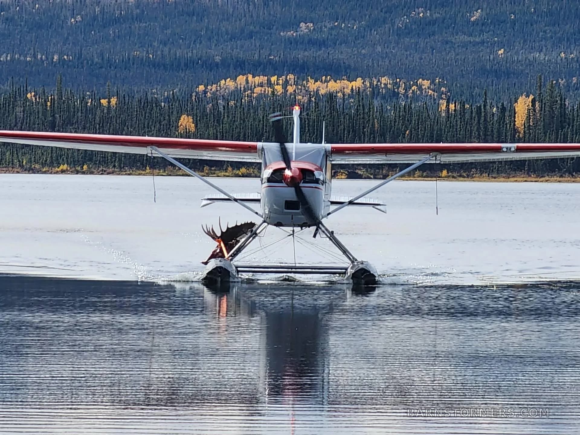A white and red floatplane with a moose rack attached to its float, on a lake with autumn trees in the background.
